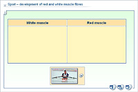 Sport – development of red and white muscle fibres