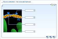 Muscle contraction – the molecular hardware