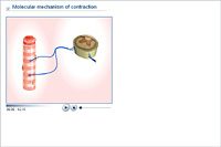 Molecular mechanism of contraction