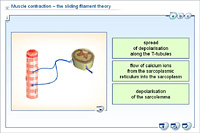 Muscle contraction – the sliding filament theory