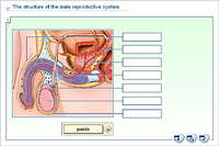 The structure of the male reproductive system