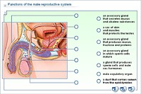 Functions of the male reproductive system