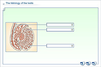 The histology of the testis