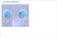 Secondary spermatocytes