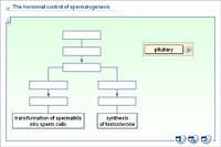 The hormonal control of spermatogenesis