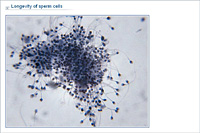 Longevity of sperm cells