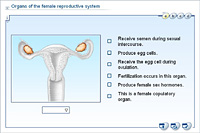 Organs of the female reproductive system