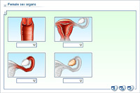 Female sex organs