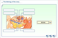 The histology of the ovary