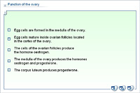 Function of the ovary