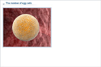 The number of egg cells