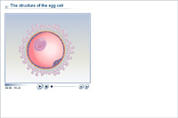 The structure of the egg cell