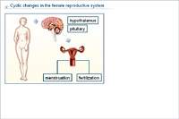 Cyclic changes in the female reproductive system