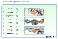 Hormones that regulate the menstrual cycle