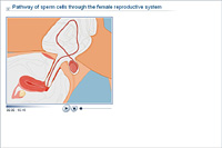 Pathway of sperm cells through the female reproductive system