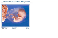 The structure and functions of the placenta