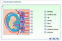 The structures of placenta