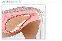 Endothelio-chorial placenta
