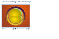 Developmental stages of the human embryo