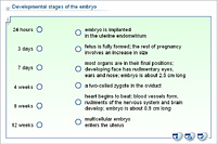 Developmental stages of the embryo