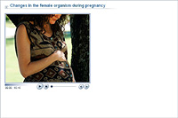 Changes in the female organism during pregnancy