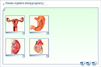 Female organism during pregnancy