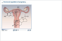 Hormonal regulation of pregnancy