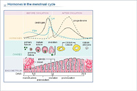 Hormones in the menstrual cycle