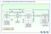 The mechanism of hormone secretion in the menstrual cycle