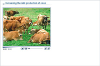 Increasing the milk production of cows