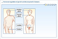 Hormonal regulation of growth and development in humans