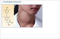 Thyroid gland and thyroxine