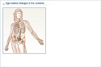 Age-related changes in the skeleton
