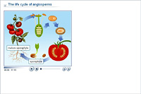 The life cycle of angiosperms