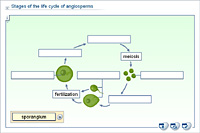 Stages of the life cycle of angiosperms