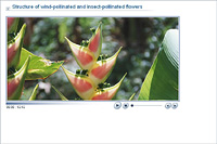 Structure of wind-pollinated and insect-pollinated flowers