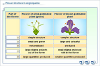 Flower structure in angiosperms