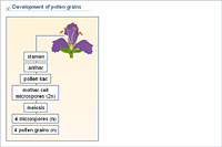 Development of pollen grains
