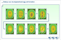 Embryo sac development and egg cell formation