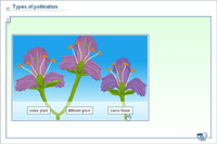 Types of pollination