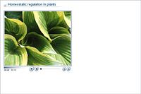 Homeostatic regulation in plants