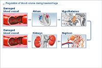 Regulation of blood volume during haemorrhage