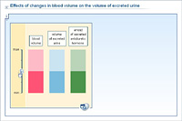 Effects of changes in blood volume on the volume of excreted urine