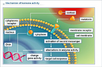 Mechanism of hormone activity