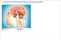 Interaction between the hypothalamus and the pituitary gland