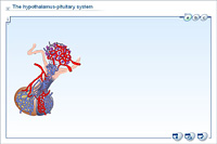 The hypothalamus-pituitary system