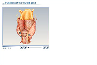 Functions of the thyroid gland