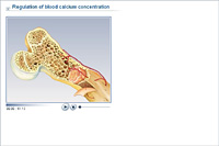 Regulation of blood calcium concentration