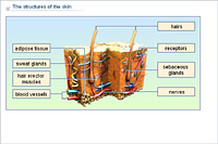 The structures of the skin