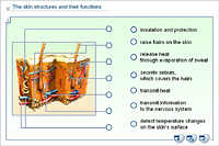 The skin structures and their functions